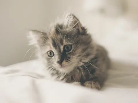 고양이
